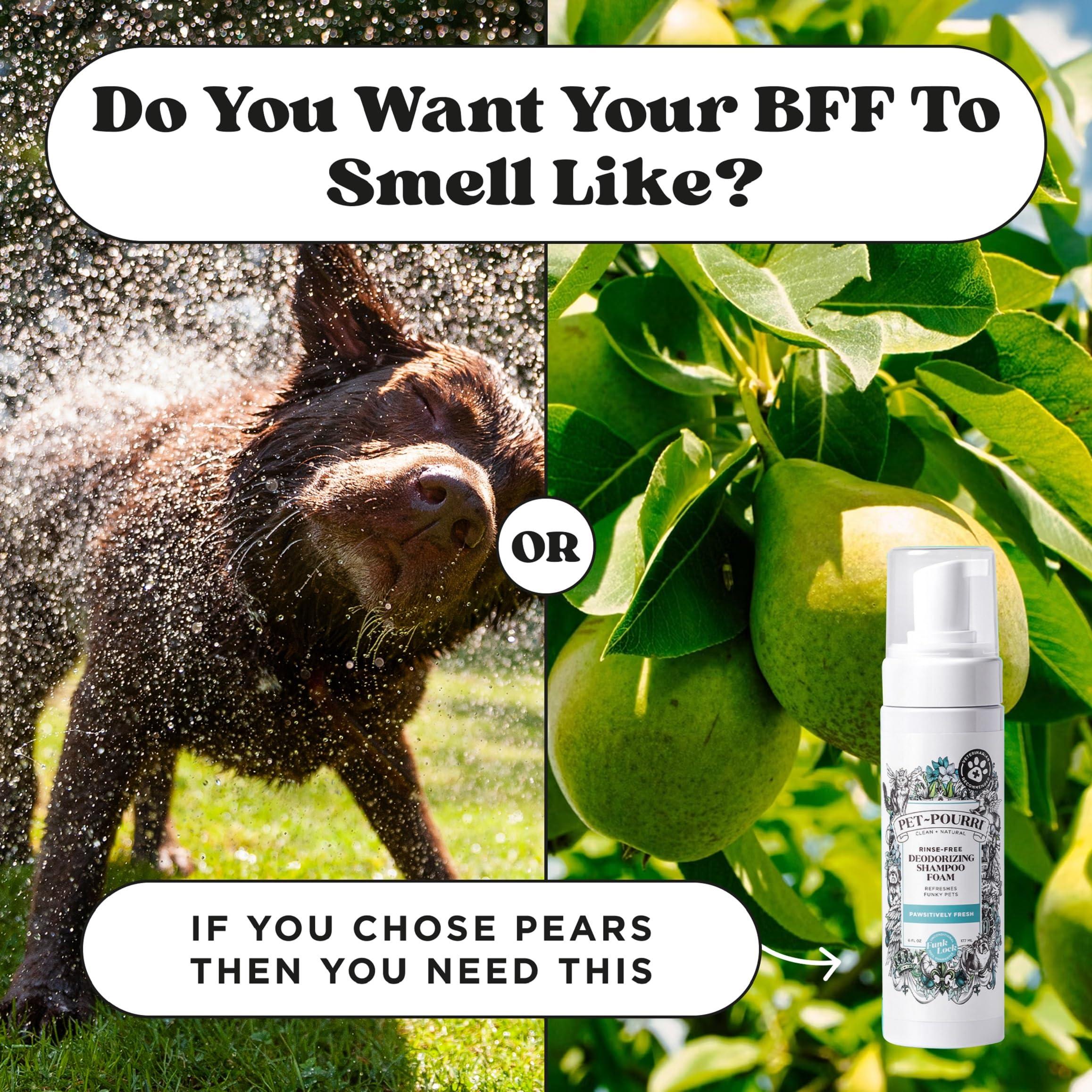 Poo-Pourri Rinse-Free Deodorizing Dry Shampoo for Dogs & Cats – Moisturizing Skin & Coat Soothing Formula - Plant Based Ingredients – Pineapple, Jasmine & Pear – No Rinse Foam Shampoo for Pet Odor - Image 8