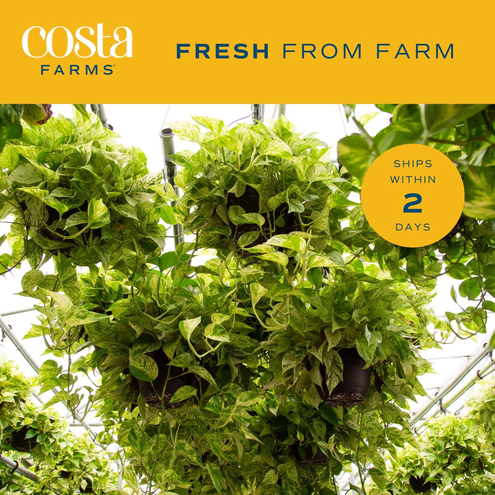 Costa Farms Live Pothos Plant, 10-Inches Tall, Easy to Grow Indoor Houseplant in 6-Inch Houseplant Pot, Vining, Trailing, Climbing Plant, Office, Desk or Home Décor - Image 5