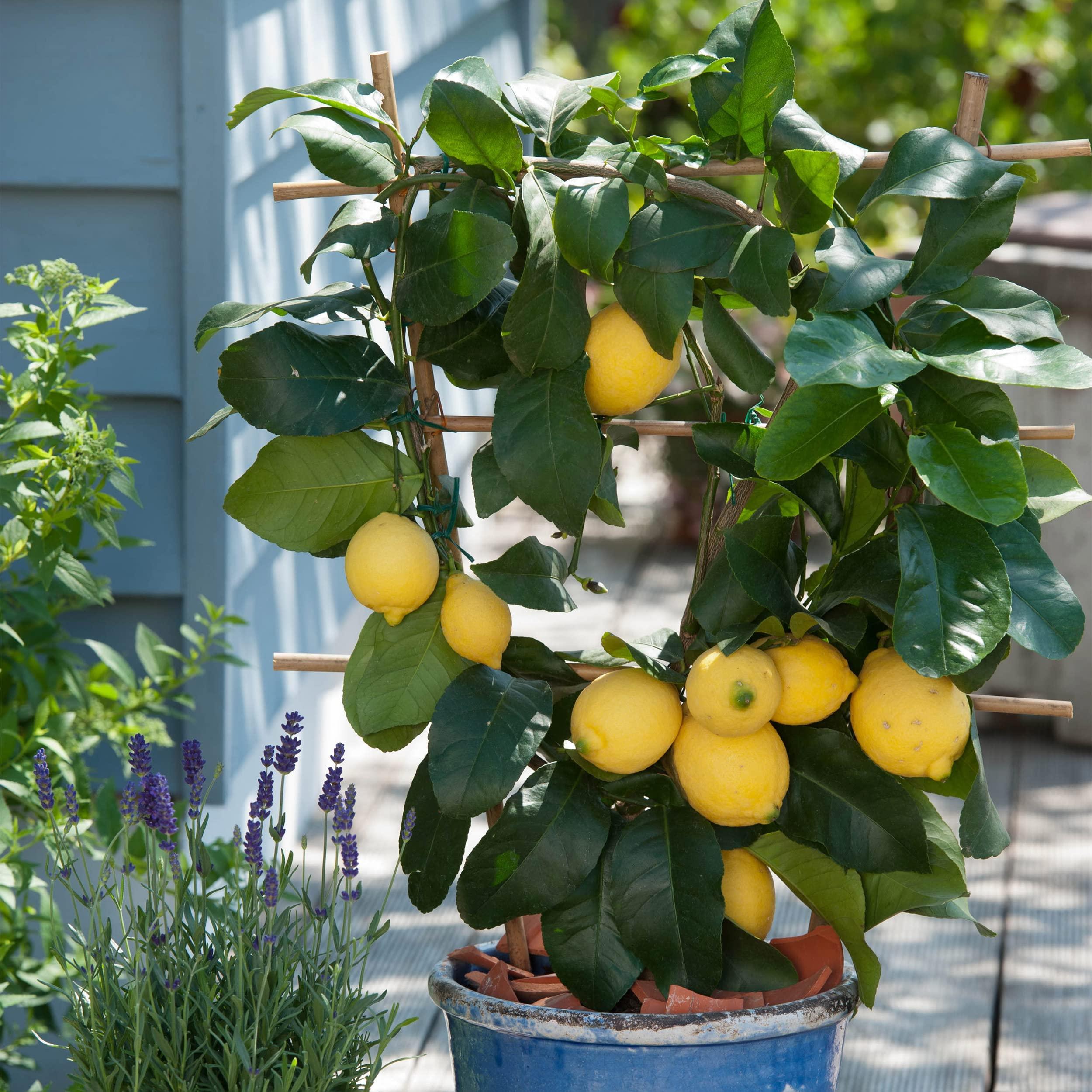 Garden State Bulb Meyer Lemon Tree, Citrus Live Plant (1 Gallon Growers Pot) Cannot Ship FL, AZ, CA, TX, LA - Image 7