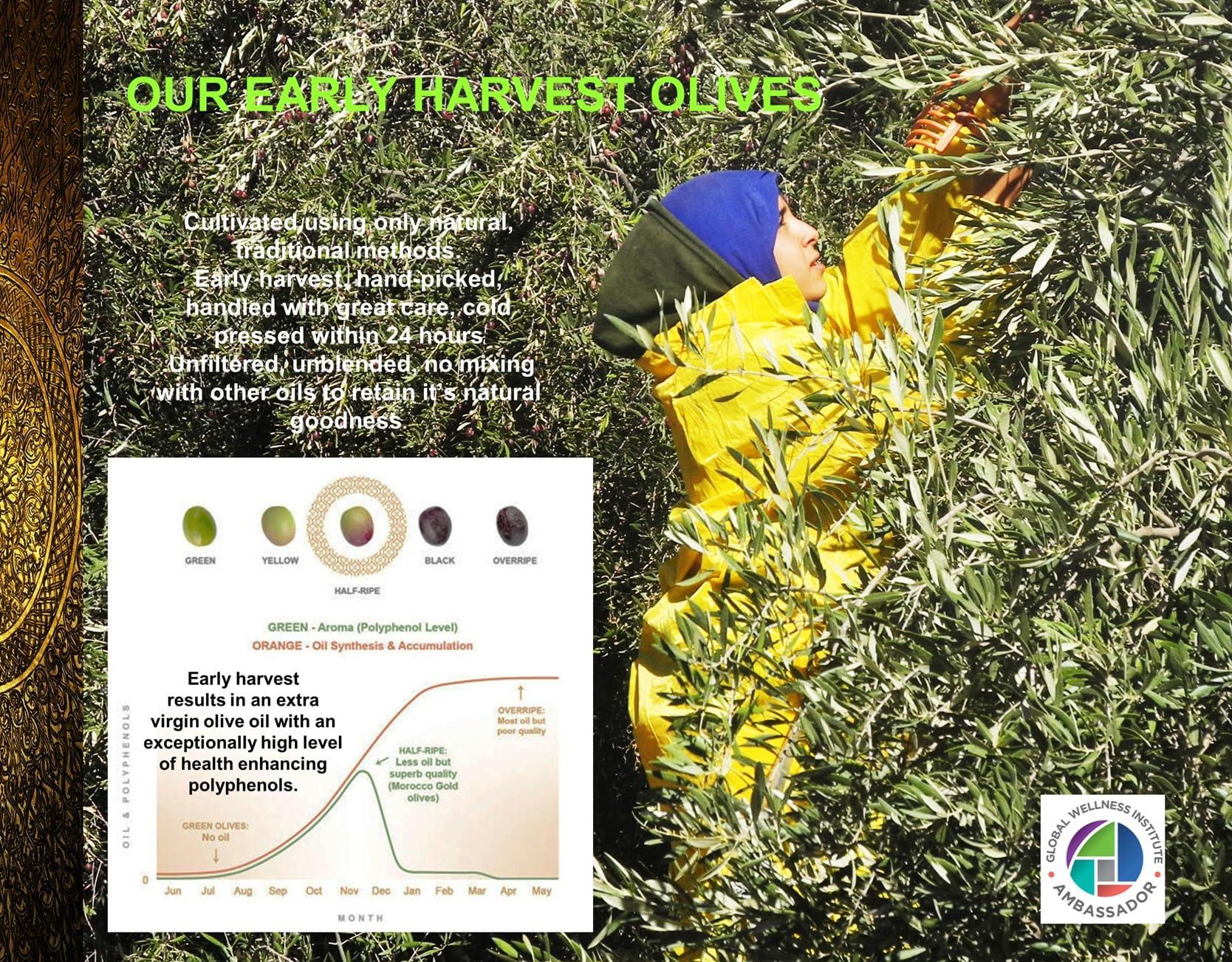 Morocco Gold New Harvest Extra Virgin Olive Oil Early Harvest – Cold Pressed – Polyphenol Rich 652mg/kg EVOO Fresh Harvest Pure and Natural. 500ml/17 Fl Oz - Image 4