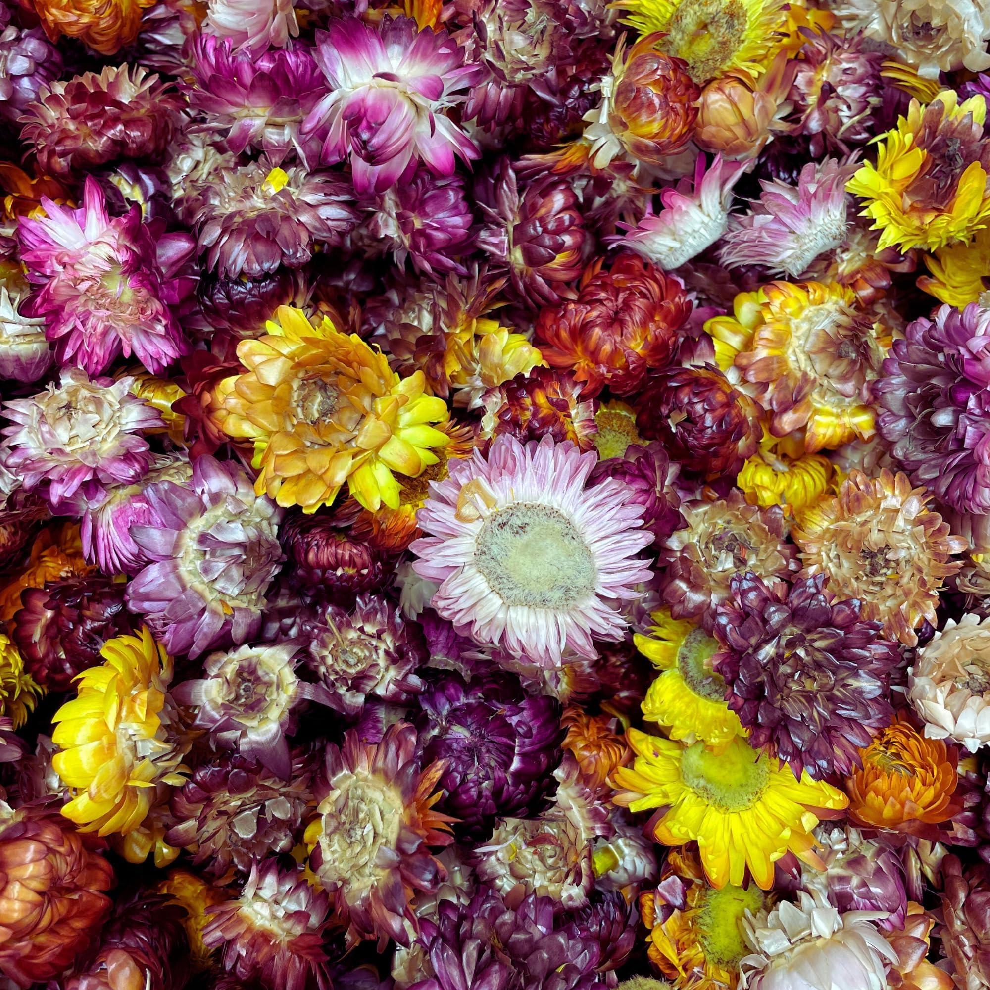 Food Grade Dried Mixed Flowers | 20+ Flowers | 100% Natural | Dried Flowers | Cocktail Toppers | for Garnishing Cocktails, Cake Decoration, Tea Infusions | 20 Grams, 0.7 oz | Drink Botanicals Ireland - Image 4