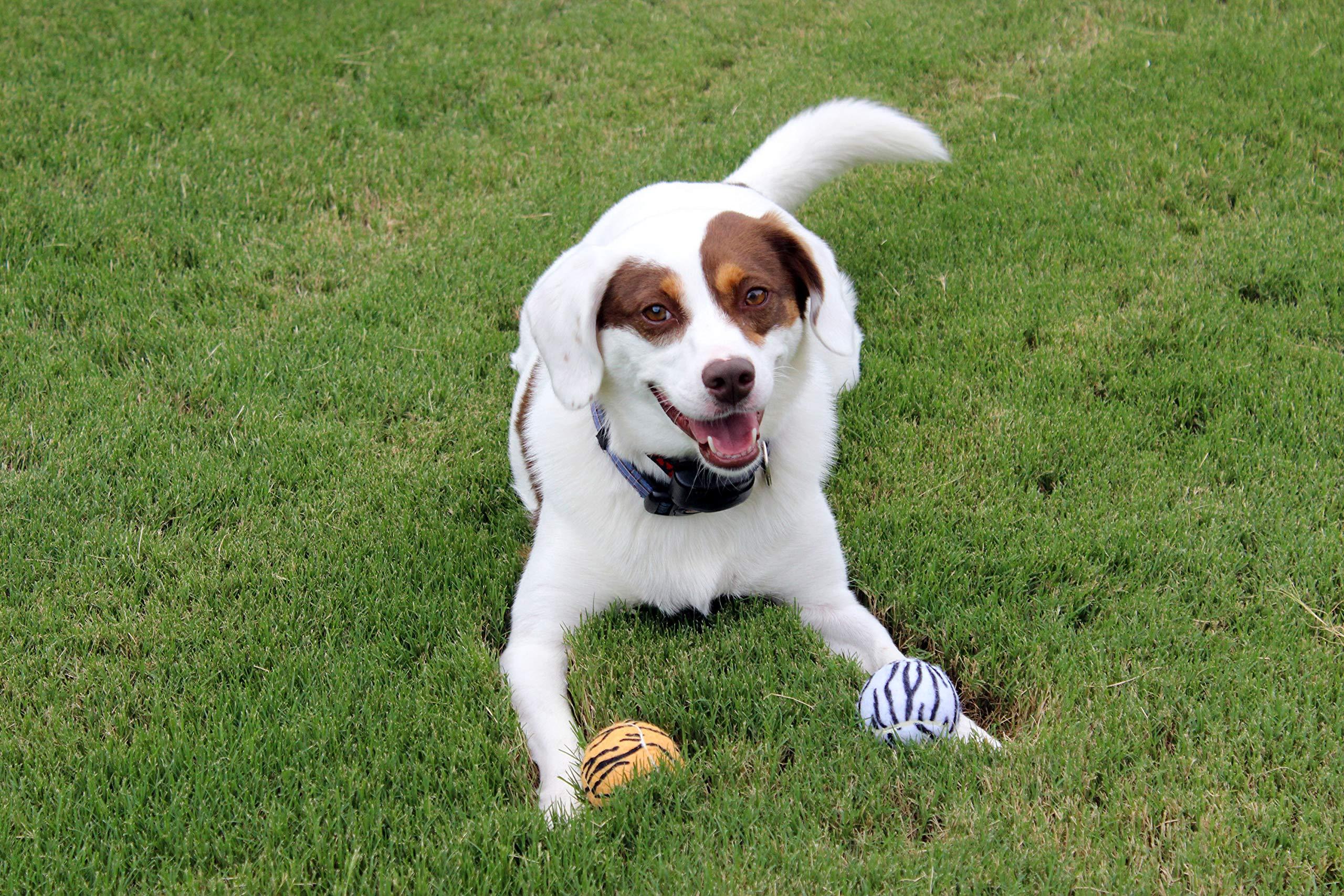 Unique Sports Launch-It Dog Ball Launcher with 4 Animal Print Squeaker Balls - Image 8