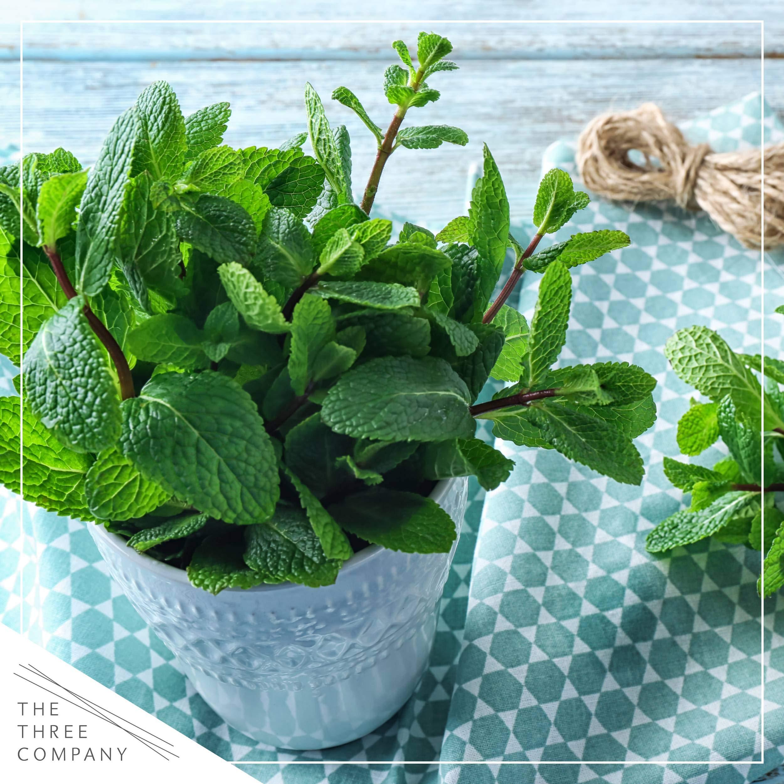 Live Aromatic and Edible Herb Assortment (Lemon Verbena, Eucalyptus, Mint, Lemon Balm, Other Assorted Herbs), 6 Plants Per Pack - Image 12