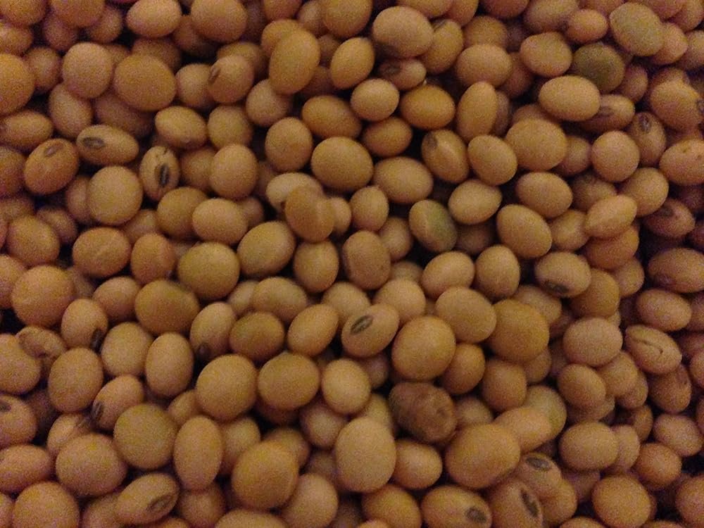 Non GMO Organic Soybeans - 20 lb - Product Image