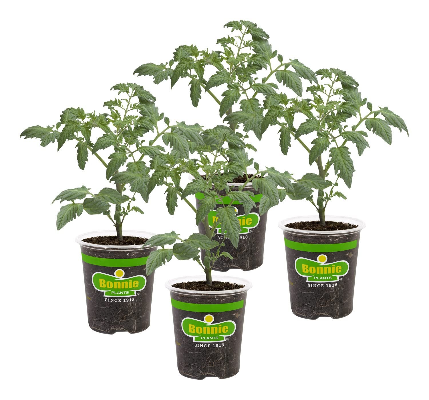 Bonnie PLANTS Husky Cherry Red Tomato Live Vegetable Plants - 4 Pack, Non-GMO, Bite Sized, Disease Resistant - Product Image
