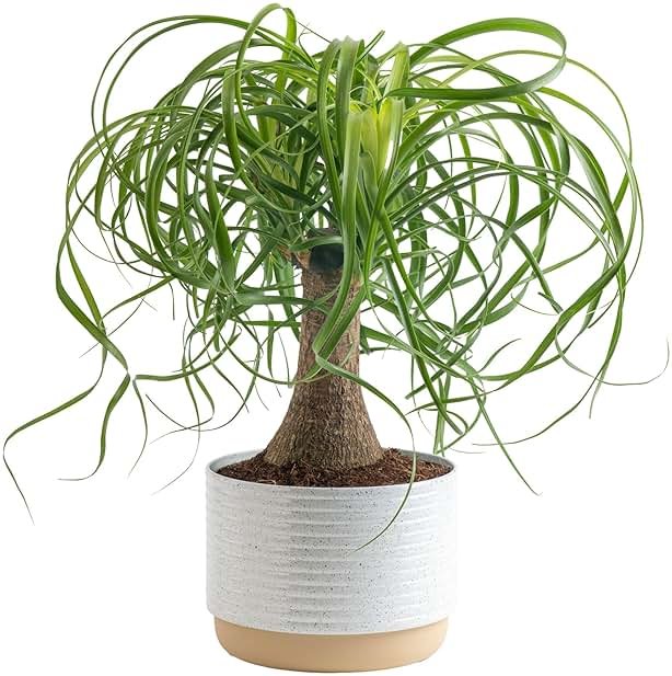 Costa Farms Ponytail Palm Live Plant in Decorative Pot, Easy to Maintain Indoor Houseplant, Perfect for Home, Room, or Office Decor, Great House Warming or Birthday Gift, 12-22 Inches Tall - Product Image