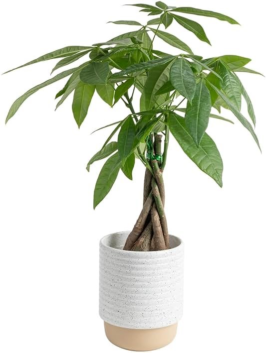 Costa Farms Money Tree (Pachira Aquatica) Live Indoor Bonsai-Style Plant, 12-16 Inches Tall, Braided Trunk Houseplant in Decorative Pot, Easy Care Pet-Friendly Decor - Product Image