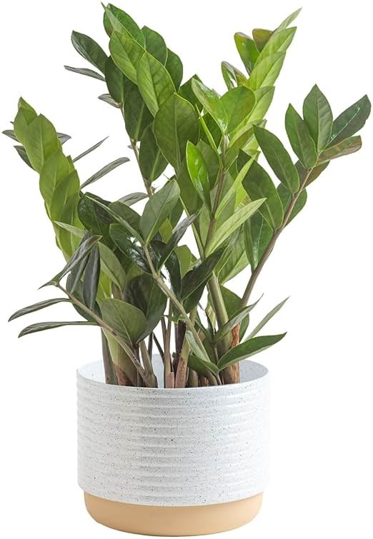 Costa Farms ZZ Plant, Live Indoor Houseplant in Modern Decor Planter, Natural Air Purifier in Potting Soil, Gift for Plant Lovers, Birthday Gift, Tabletop Living Room Decor, Desk Decor, 12-Inches Tall - Product Image