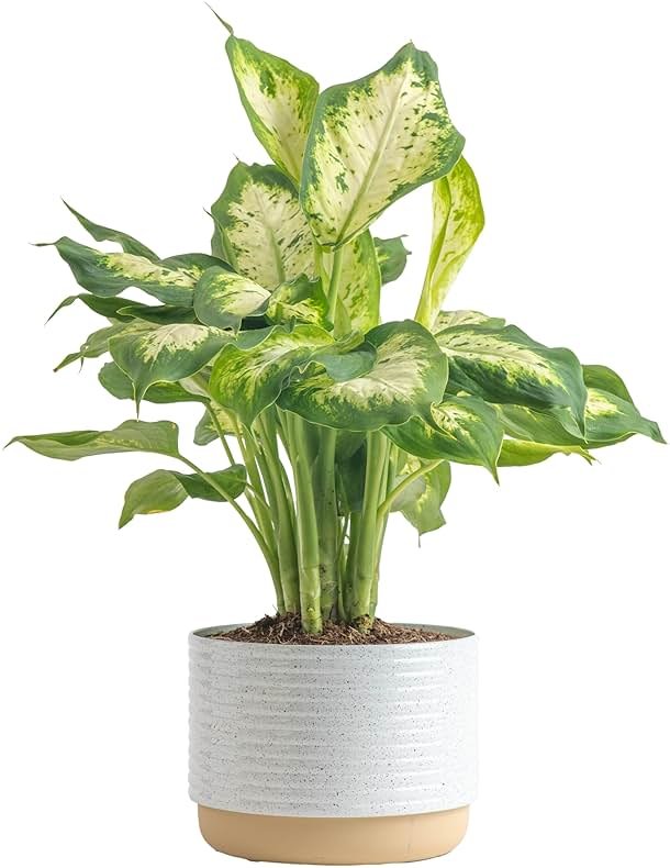 Costa Farms Dieffenbachia, Dumb Cane Live Plant in Decorative Pot, Easy to Maintain Indoor Houseplant, Perfect for Home, Room, or Office Decor, Great House Warming or Birthday Gift, 12-18 Inches Tall - Product Image