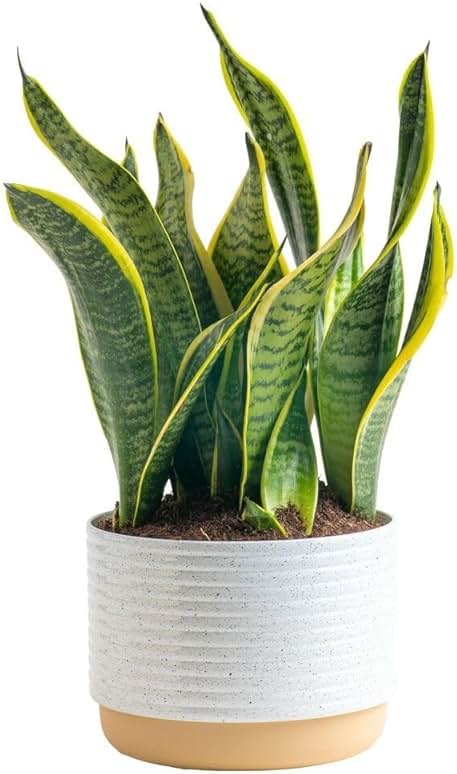 Costa Farms Snake Plant, Mother-in-Law's Tongue Live Plant in Decorative Pot, Large Easy to Maintain Indoor Succulent Houseplant Assorted Variety, Home, Room, or Office Décor, 12-20 Inches Tall - Product Image