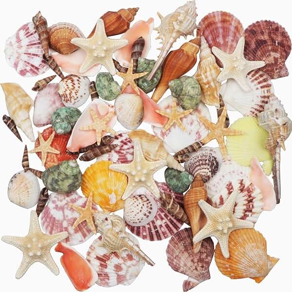 Sea Shells Mixed Beach Seashells 9 Kinds 1.2"-3.5 "Various Sizes Natural Seashells and 2 Kinds of Natural Starfish for Beach Themed Party DIY Crafts Fishtank Vase Fillers Home Wedding Decorations - Product Image