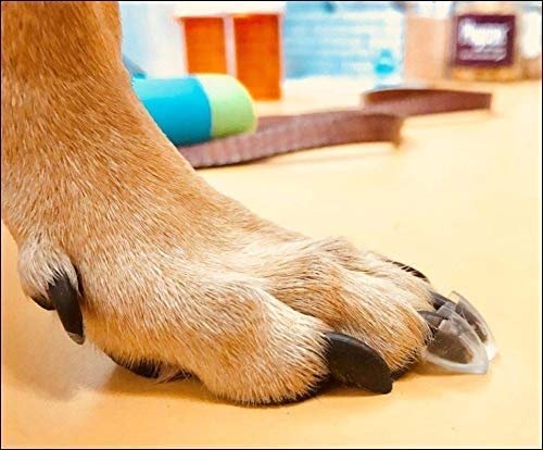 TAKTIKAL Dr. McHenry's Dog Toe Treads, Set of 24, Adhesive, Cleaning Brush, Increased Traction, Mobility Support, Large Kit- Weight: 40-60 lbs. Net Weight 1.6 oz. - Product Image