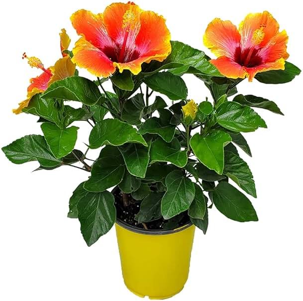 Fiesta Hibiscus Bush - Live Hibiscus Flowering Plant - Tropical Flower Plant - 1 Gallon Planter - Overall Height 10" to 14" - Tropical Plants of Florida - Product Image