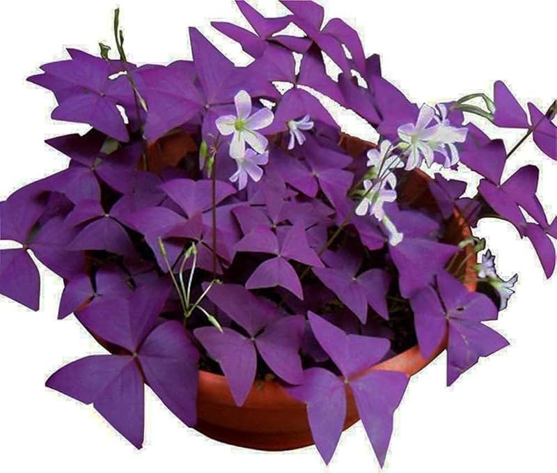 Oxalis Triangularis 10 Bulbs - Purple Shamrocks Lucky Lovely Flowers Bulbs Grows Indoor or Outdoor - Product Image