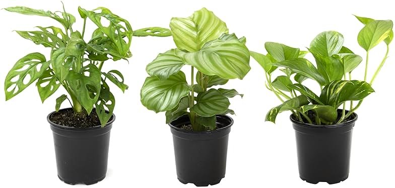 Altman Plants Deluxe Houseplants (3 Pack), Assorted Popular Live Indoor Plant Varieties, Easy Plant Care, 4.25 in Pots - Product Image