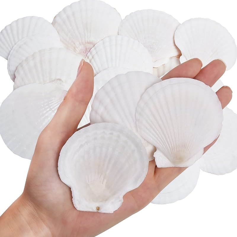 WeDoSoy 30PCS Natural Scallop Shells White Sea Shells for Decorating from Sea Beach Real Seashells for DIY Craft Painting Ocean Themed Party Wedding 2''-3'' - Product Image