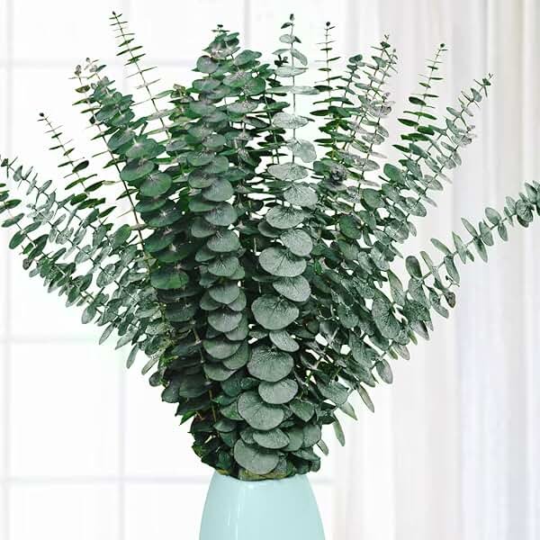20 Pcs Preserved Dried Eucalyptus Stems, 17" Natural Fresh Eucalyptus Branches for Shower, Real Plant for Vase Filler, Dried Flowers Arrangement, Floral Home Decor - Product Image