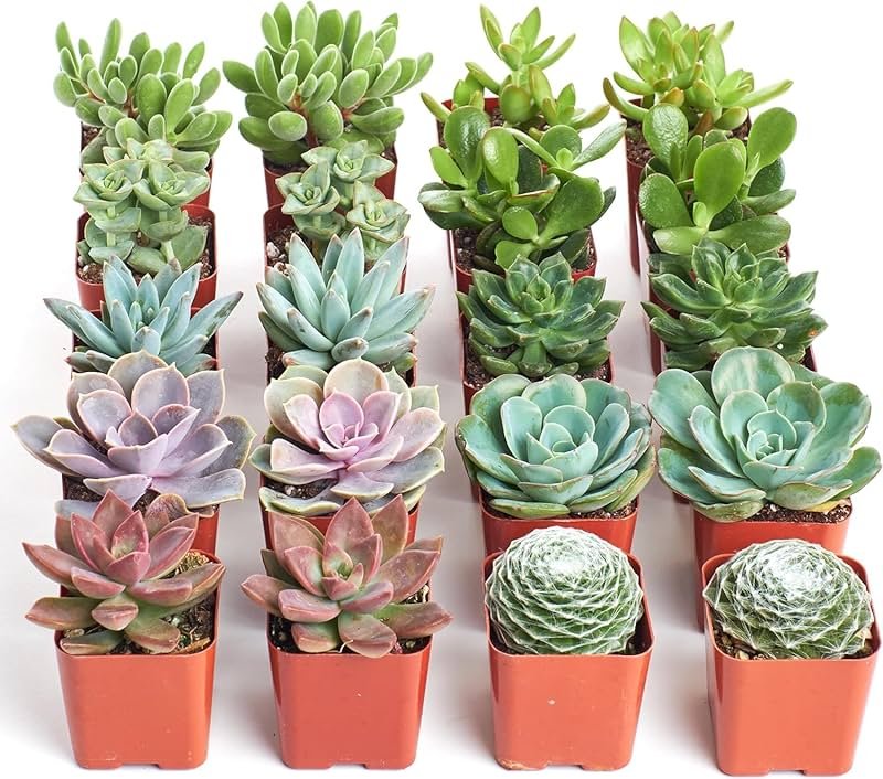 Shop Succulents Assorted Succulent Plant Pack Bulk Collection - Live Mini Succulent Plants, Low Maintenance, Mixture of Colors & Textures - Wedding and Party Favors, Gift & Garden, Pack of 20 - Product Image
