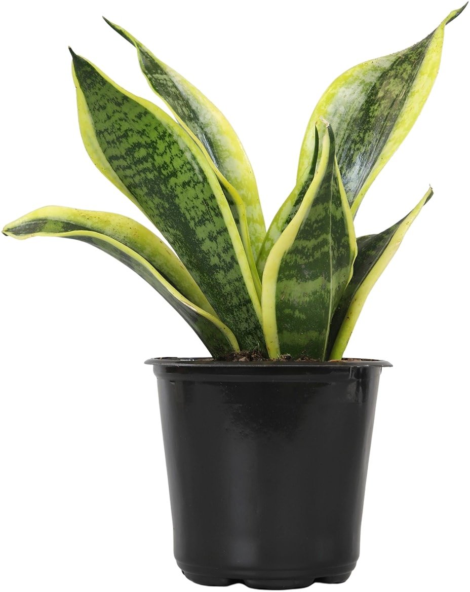 Altman Plants Live Snake Plant (Superba), Approx. 13" Tall, Virtually Indestructible, Easy Succulent Houseplant, 4 in Pot - Product Image