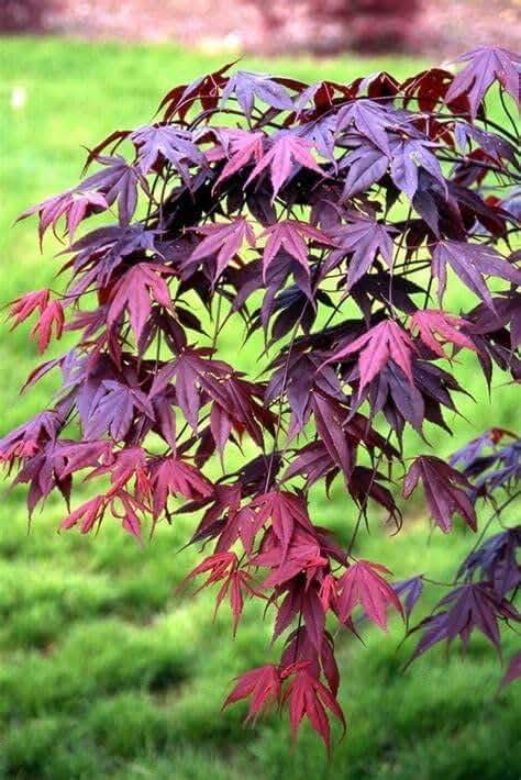 BLOODGOOD Japanese Maple acer palmatum ‘Bloodgood’ 2 - Year Live Tree by Tristar Plants- in ABP Container - Product Image