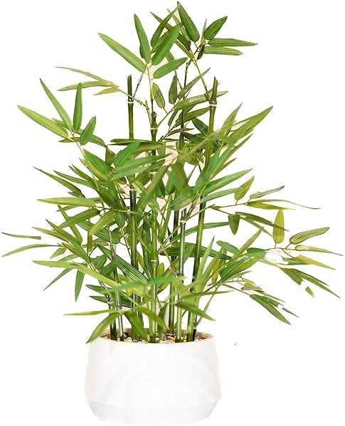 365 Blooming Decor 18 inch Tall White Potted Artificial Bamboo Plant- Luxury Artificial Bamboo Tree in White Pot for Home, Office, Kitchen, Counter Top, Indoor Decor, Money Tree, Lucky Tree. - Product Image