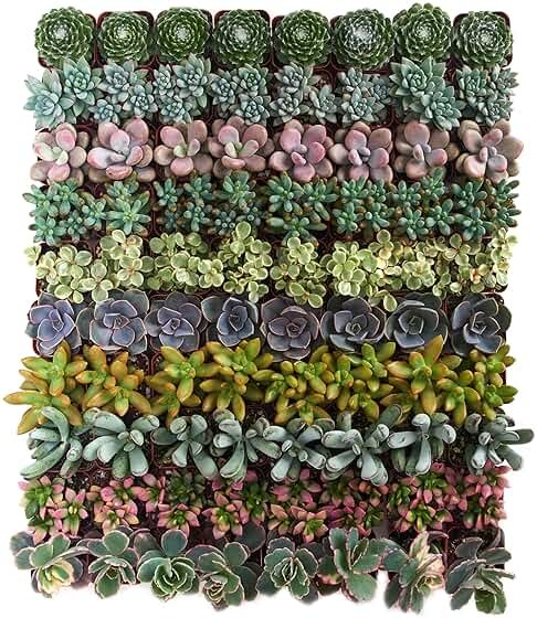 Shop Succulents Assorted Succulent Plant Pack Collection - Live Mini Succulent Plants, Low Maintenance, Mixture of Colors & Textures - Wedding and Party Favors, Gift & Garden, Pack of 32 - Product Image
