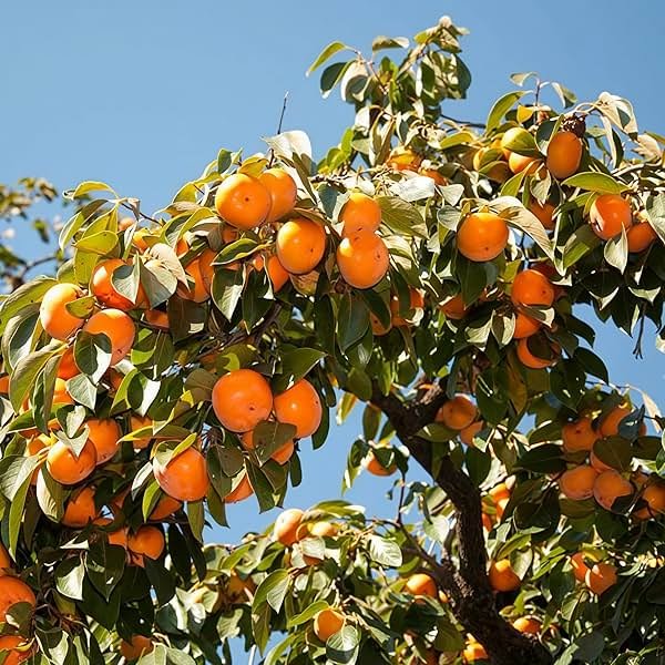 American Persimmon Seeds (30 Count) - Diospyros Virginiana, Non-GMO Heirloom, Edible Perennial Fruit Seeds for Outdoor Planting - Product Image