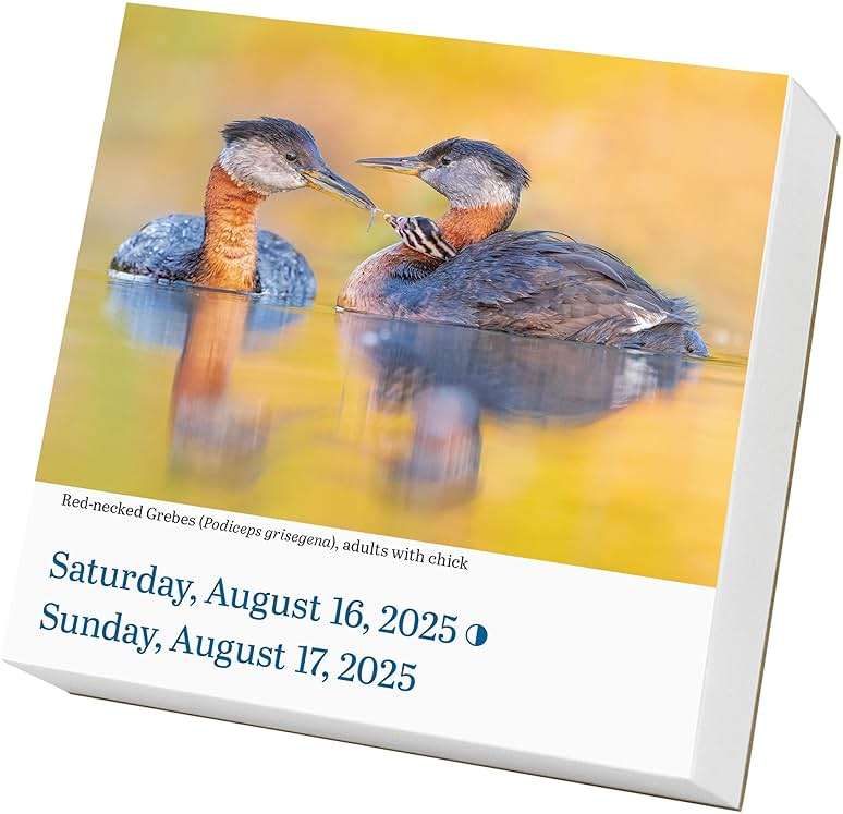 Audubon Birds Page-A-Day® Calendar 2025: The World's Favorite Bird Calendar - Image 3