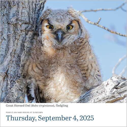 Audubon Birds Page-A-Day® Calendar 2025: The World's Favorite Bird Calendar - Image 4