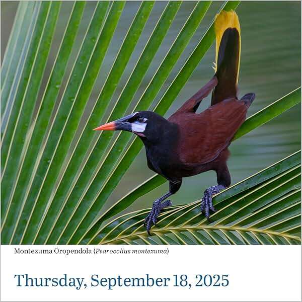 Audubon Birds Page-A-Day® Calendar 2025: The World's Favorite Bird Calendar - Image 5