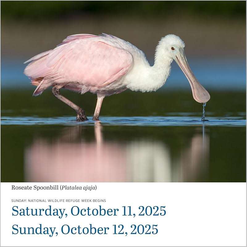 Audubon Birds Page-A-Day® Calendar 2025: The World's Favorite Bird Calendar - Image 6