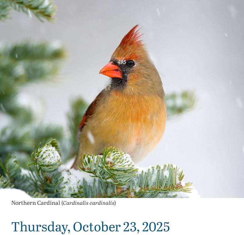 Audubon Birds Page-A-Day® Calendar 2025: The World's Favorite Bird Calendar - Image 7