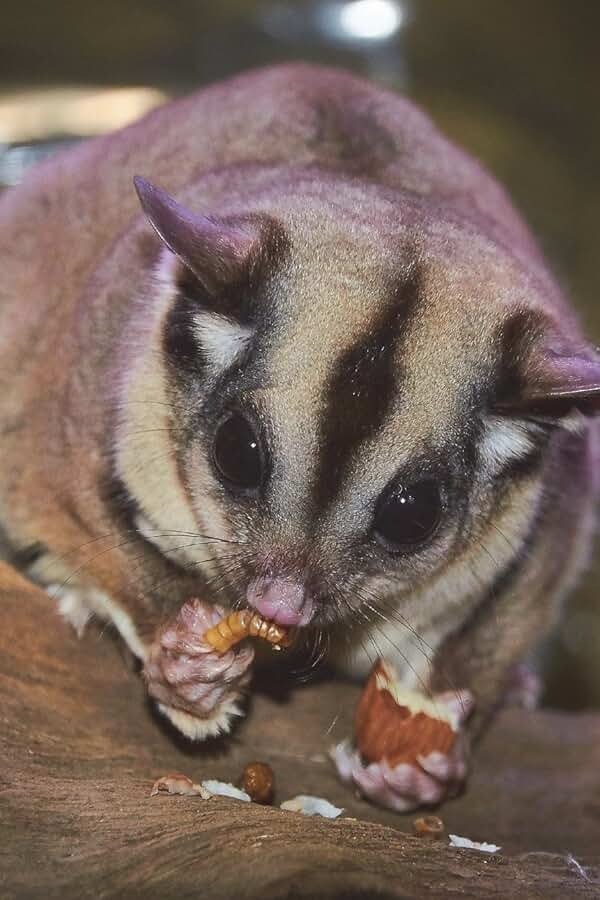 Sugar Glider (Flying Squirrel) on a Tree Journal: 150 page lined notebook/diary - Product Image