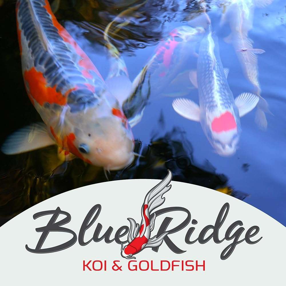 Blue Ridge Koi Fish Food 2lb - Koi Food Mini Growth Formula, Goldfish Food, Premium Fish Food for Ponds, Ponds Fish Food, Floating Pond Pellets - Image 9