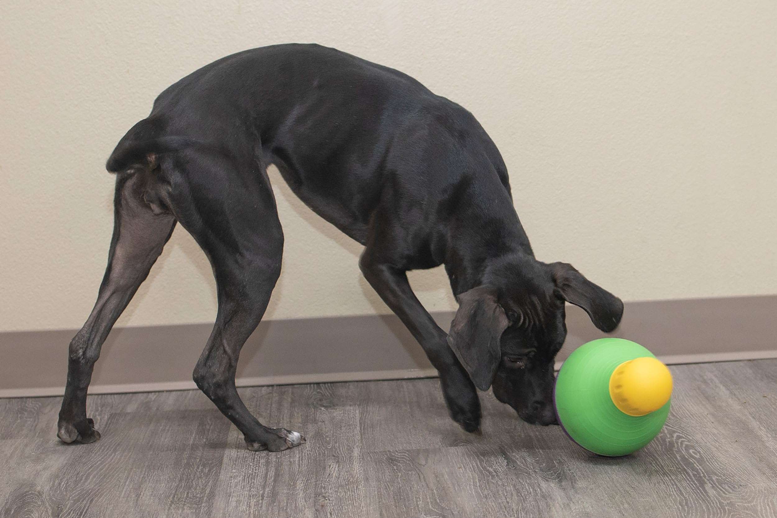 Starmark Bob-A-Lot Interactive Dog Pet Toy, Large, Yellow/Green/Purple - Image 9