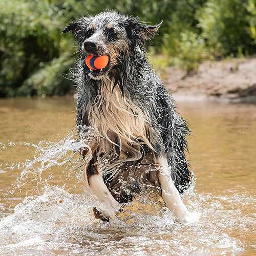 Chuckit! Ultra Ball Dog Toy - Size Large - For Dogs 60-100 lbs - Made from Durable Rubber - Super Bouncy - Floats in Water - 3-inch Diameter - Pack of 1 - Image 3