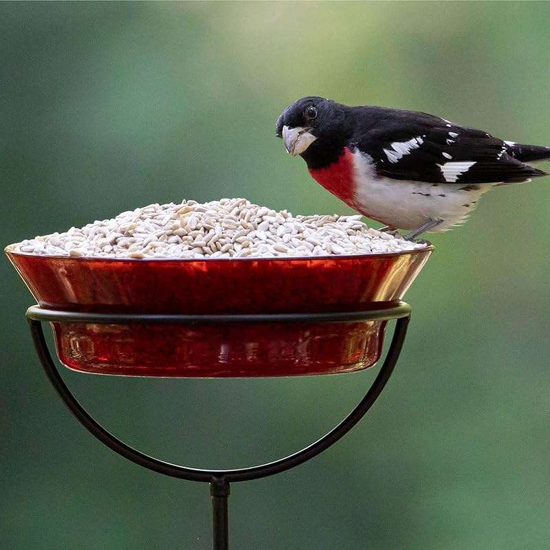 Audubon Park Sunflower Hearts & Chips Wild Bird Food, No Mess Sunflower Seeds for Birds, 5-Pound Bag - Image 8