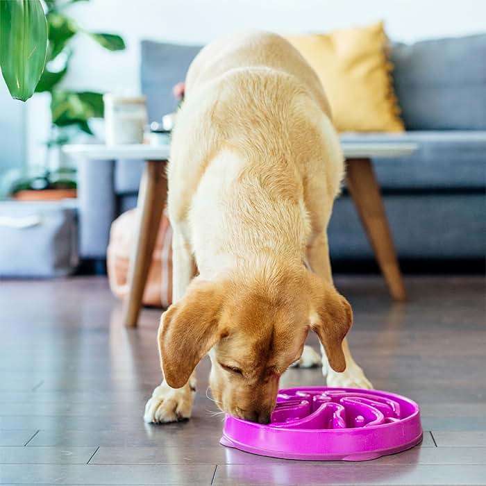 Outward Hound Large Slow Feeder Bowl, Puzzle Maze for Fast Eaters, Medium to Large Dogs, Helps Prevent Bloat & Aid Digestion, Holds 4 Cups Wet or Dry Food, Non-Slip, Made Without BPA, Purple - Image 6