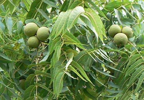 Black Walnut, Juglans Nigra, (Northern Source), Tree 3 Seeds - Image 1