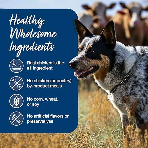 Blue Buffalo Blue’s Stew Country Chicken Stew Natural Grain Free Wet Dog Food with Real Chicken, Peas, Carrots, & Potatoes in Thick Savory Gravy, Natural Ingredients, 12.5-oz Cans (12 Count) - Image 6