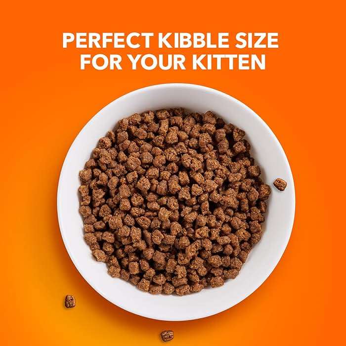 IAMS Proactive Health Kitten Dry Cat Food, Healthy Kitten Food Dry Recipe with Real Chicken in Every Bite, 7 lb. Bag - Image 8