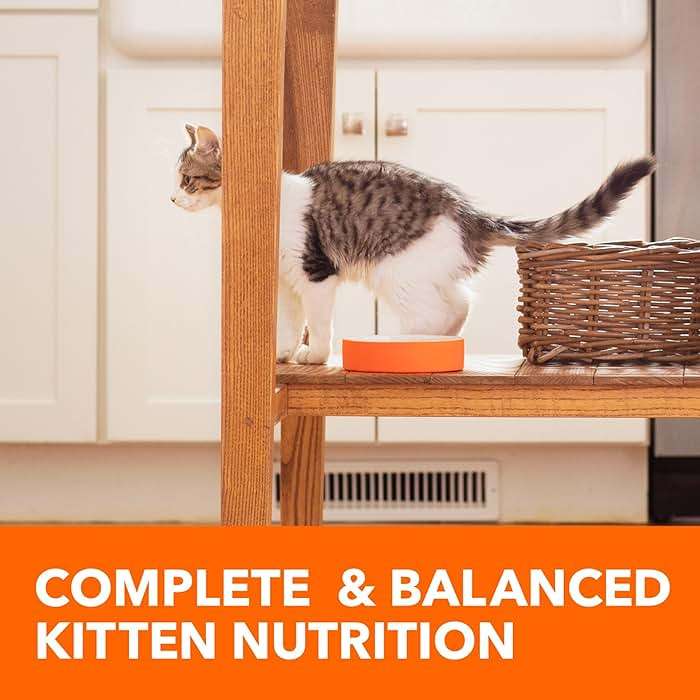 IAMS Proactive Health Kitten Dry Cat Food, Healthy Kitten Food Dry Recipe with Real Chicken in Every Bite, 7 lb. Bag - Image 10