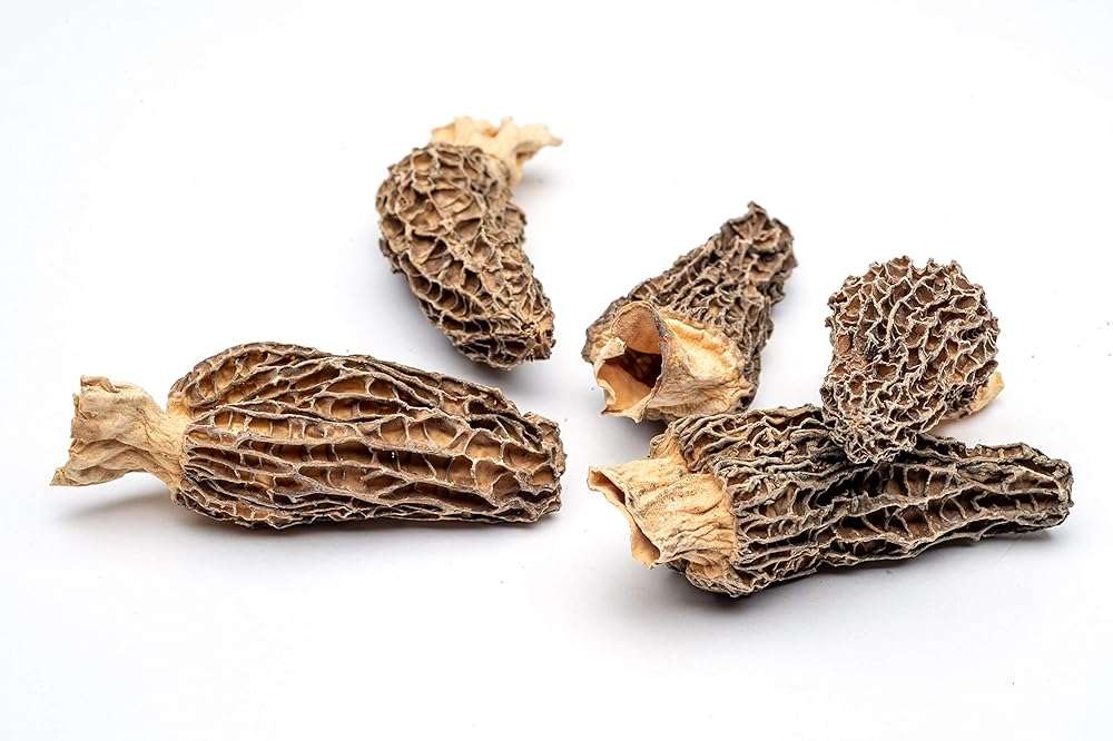 Slofoodgroup Dried Morel Mushrooms (Morchella Conica) Gourmet Morel Mushrooms (.25 lb/ 4 oz Morel Mushrooms) - Image 7