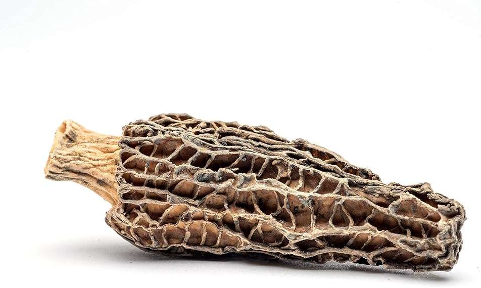 Slofoodgroup Dried Morel Mushrooms (Morchella Conica) Gourmet Morel Mushrooms (.25 lb/ 4 oz Morel Mushrooms) - Image 8