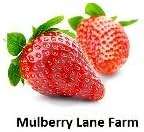 French Green Lentils 5 Pounds Petite, USDA Certified Organic, Non-GMO Bulk, Product of USA, Mulberry Lane Farms - Image 8