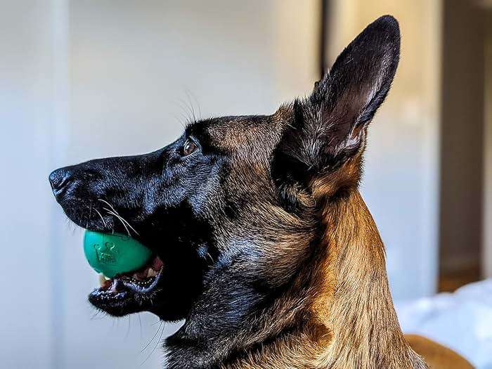 Chew King Fetch Balls Extremely Durable Natural Rubber Toy 2.5 inch, 8-pack (CM-0264-CS01) - Image 8