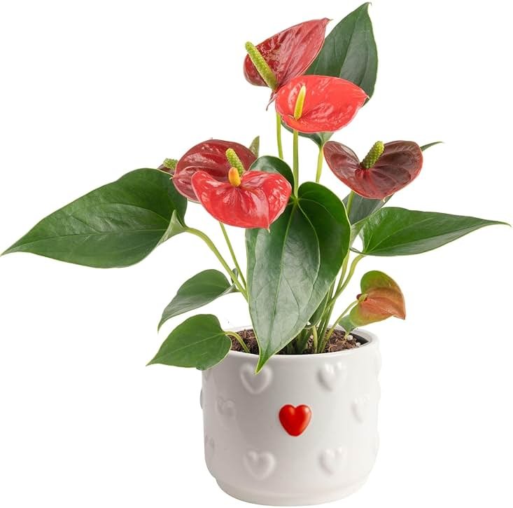 Costa Farms Live Anthurium Indoor Houseplant, Flamingo Flower with Heart-Shaped Red Blooms, 10-14 Inches Tall in Decorative Pot, Natural Air Purifier for Home or Office Decor, Gift for Her - Product Image