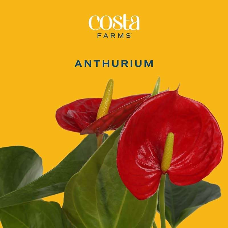 Costa Farms Live Anthurium Indoor Houseplant, Flamingo Flower with Heart-Shaped Red Blooms, 10-14 Inches Tall in Decorative Pot, Natural Air Purifier for Home or Office Decor, Gift for Her - Image 3