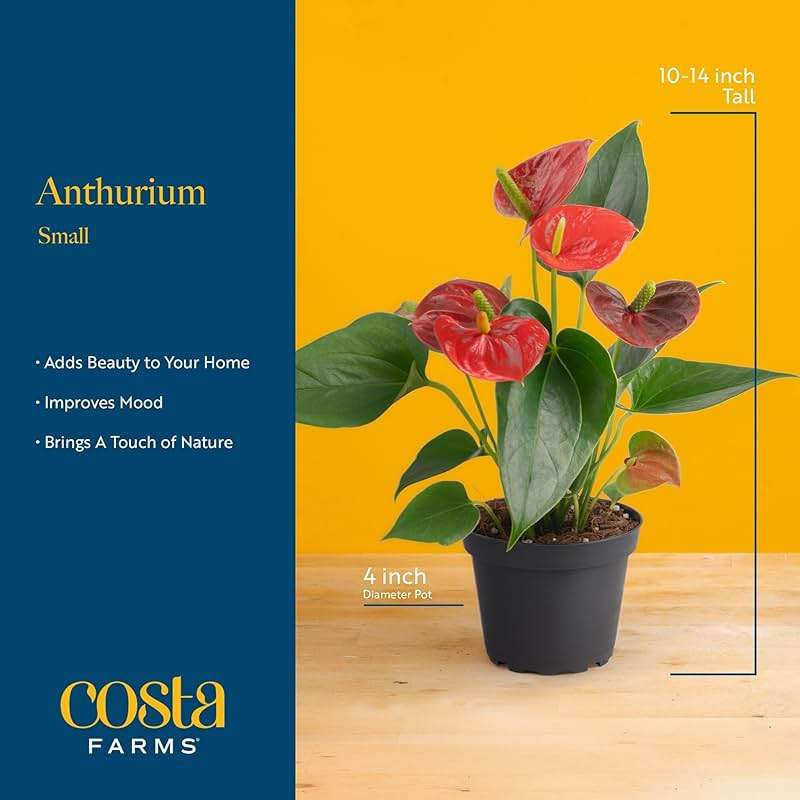 Costa Farms Live Anthurium Indoor Houseplant, Flamingo Flower with Heart-Shaped Red Blooms, 10-14 Inches Tall in Decorative Pot, Natural Air Purifier for Home or Office Decor, Gift for Her - Image 4