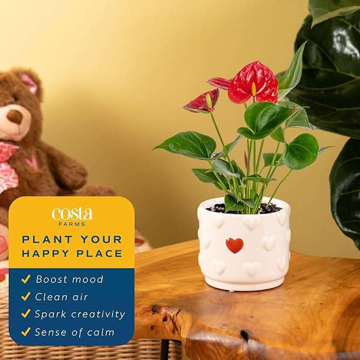 Costa Farms Live Anthurium Indoor Houseplant, Flamingo Flower with Heart-Shaped Red Blooms, 10-14 Inches Tall in Decorative Pot, Natural Air Purifier for Home or Office Decor, Gift for Her - Image 5